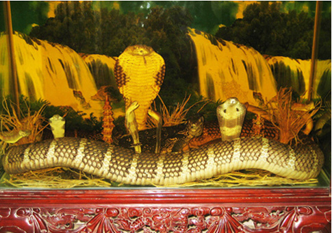 Thăm 'bảo tàng' rắn lớn nhất Việt Nam